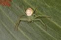 Diaea_evanida_D7718_Z_88_North Stradbroke island_Australie